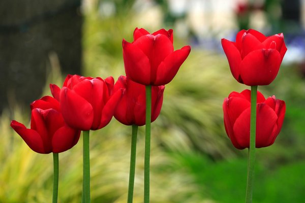 Poster one piece personnaliser : conseils pour réaliser la meilleure création