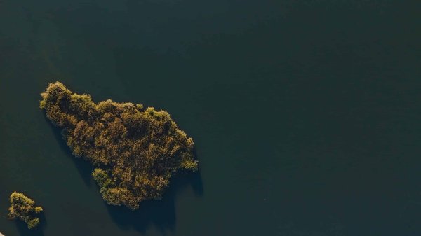 Quels végétaux choisir pour créer un rideau végétal permanent devant une clôture métallique ?